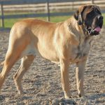 english mastiff temperament