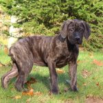 Italian Mastiff