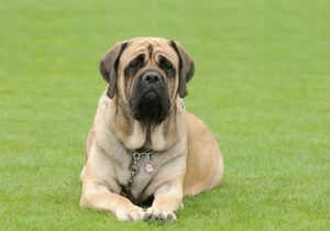 mastiff