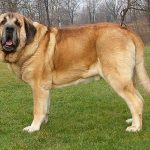 Spanish Mastiff